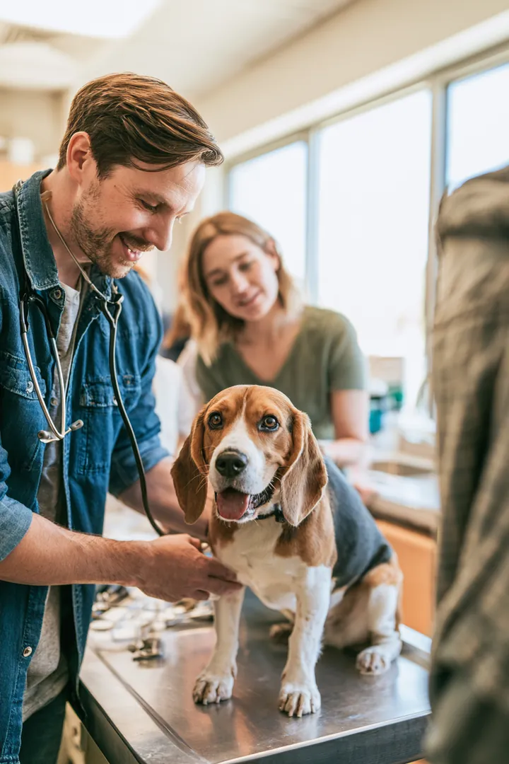 Veterinarian examining a beagle on an exam table in a bright animal hospital while the owner, a man in his 30s, stands close by